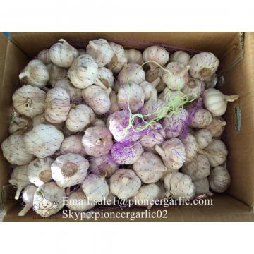 4.5cm Ajo Fresco Violeta Empacado en Cajas de 10kgs Cultivado en China el Origen de Ajo
