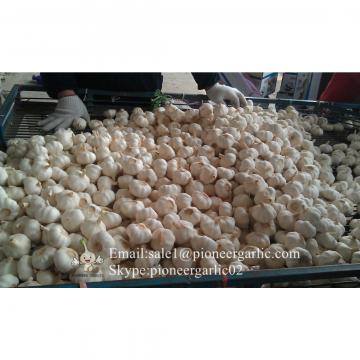 Ajo Blanco Fresco Chino de Precio Favorable Cultivado en Jinxiang Elaborado en la Fábrica de Ajo Ingrediente Ideal para Salsa al Ajillo