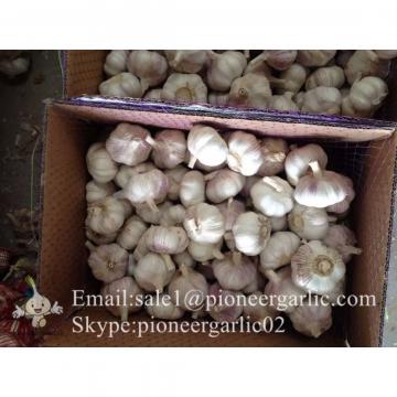 Propiedades del Ajo Castaño Morado Rojo Chino Cultivado en Jinxiang