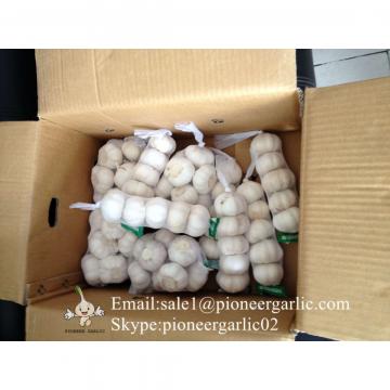 Ajo Blanco Chino de Mejor Calidad Cultivado en Jinxiang Shandong China