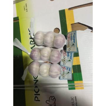 5.0cm Ajo Fresco Blanco Normal Empacado en Cajas de 10kgs Cultivado en China el Origen del Ajo