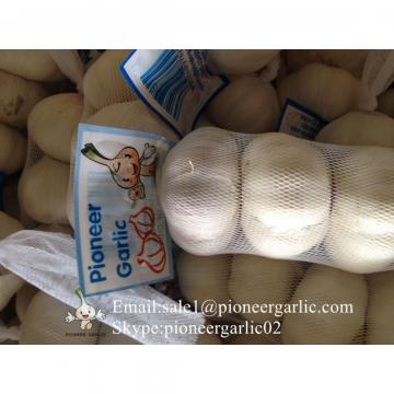 Ajo Blanco Puro Cultivado en Jinxiang para El Mercado Costarricese