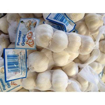 Diente de Ajo Cultivo en Jinxiang de 5.0cm Ajo Blanco Puro Empacado en Mallas de 10kgs