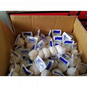 Diente de Ajo Cultivo en Jinxiang de 5.0cm Ajo Blanco Puro Empacado en Mallas de 10kgs