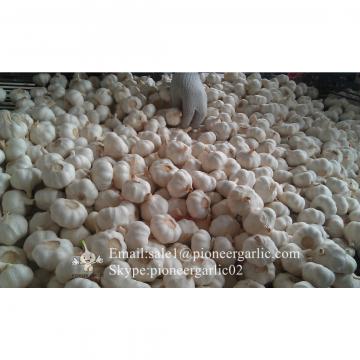Diente de Ajo Cultivo en Jinxiang de 5.0cm Ajo Blanco Puro Empacado en Cajas de 10kgs