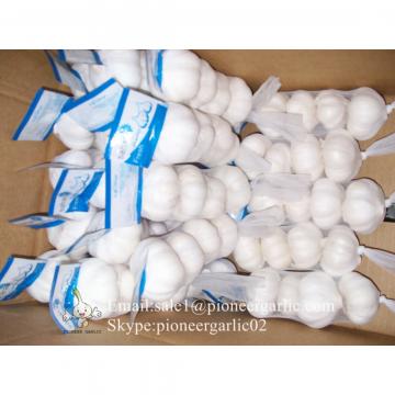 Diente de Ajo Cultivo en Jinxiang de Shandong de 5.5cm Ajo Blanco Puro Empacado en Cajas de 10kgs