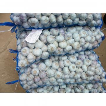 Ajo Puro Castaño Fresco Producido en Jinxiang China Empacado en Mallas de 10kgs y 20kgs
