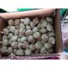 5.5cm Ajo Fresco Violeta Empacado en Cajas de 10kgs Cultivado en China el Origen del Ajo