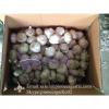 5.5cm Ajo Violeta Fresco Chino Empacado en Cajas de 10kgs