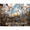 Puro Blanco Ajo Fresco Chino de Jinxiang para el Mercado Hondureño