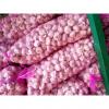5.0cm Ajo Fresco Violeta Empacado en Mallas de 10kgs Cultivado en China el Origen del Ajo