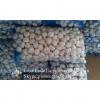 5.5cm Ajo Fresco Blanco Normal Empacado en Mallas de 10kgs Cultivado en China el Origen del Ajo