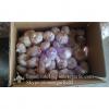 5.0cm Ajo Violeta Fresco Chino Empacado en Cajas de Cartón de 10kgs