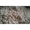Jinxiang Ajo Blanco Puro Producido en Shandong de Mejor Calidad con Precio Favorable