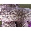 Ajo Violeta Empacado en Mallas de 10kgs Exportado a Ecuador