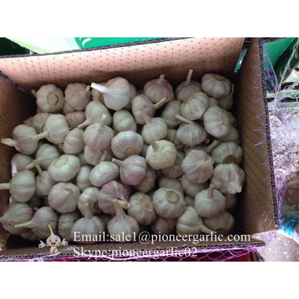 6.0-6.5cm Ajo Fresco Violeta Empacado en Cajas o Mallas de 10kgs Cultivado en China la producción del Ajo #4 image