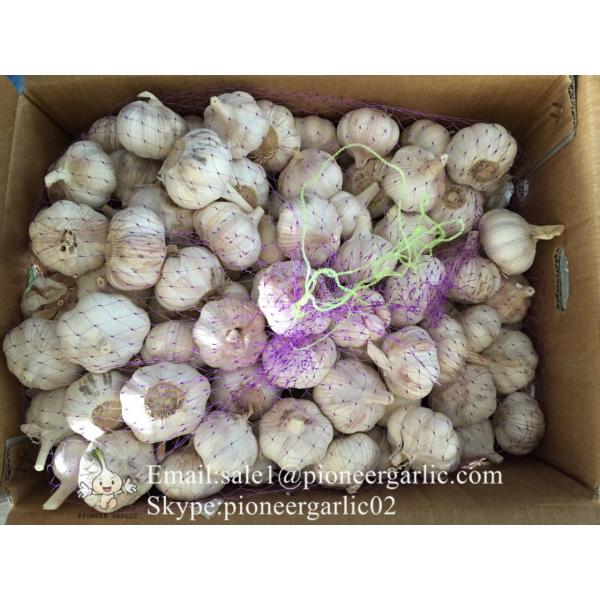 5.0cm Ajo Fresco Blanco Normal Empacado en Cajas de 10kgs Cultivado en China el Origen del Ajo #3 image