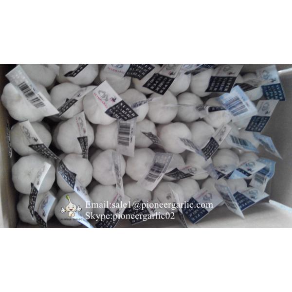 Diente de Ajo Cultivo en Jinxiang de 5.5cm Ajo Blanco Puro Empacado en Mallas de 10kgs #5 image