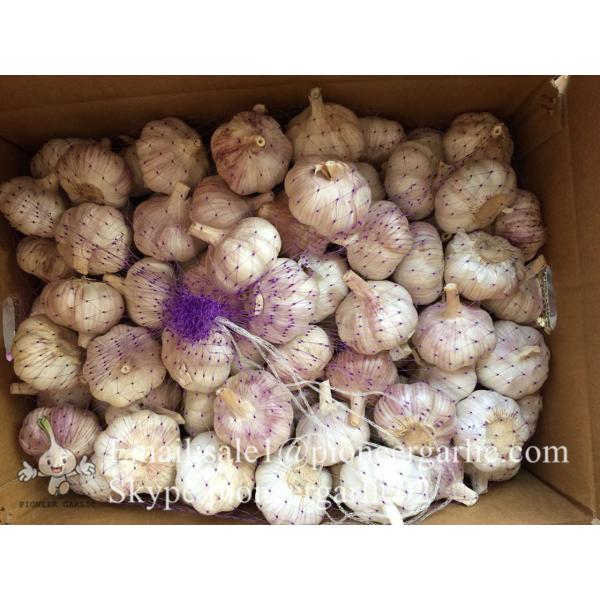 4.5cm Ajo Fresco Violeta Empacado en Cajas de 10kgs Cultivado en China el Origen de Ajo #2 image