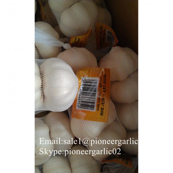 Diente de Ajo Cultivo en Jinxiang de 5.5cm Ajo Blanco Puro Empacado en Mallas de 10kgs #2 image
