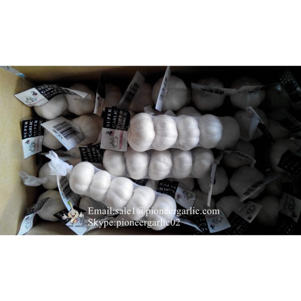 Diente de Ajo Cultivo en Jinxiang de Shandong de 5.5cm Ajo Blanco Puro Empacado en Cajas de 10kgs #1 image