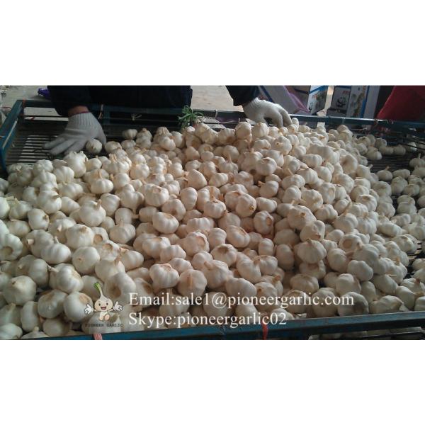 Ajo Blanco Fresco Chino de Precio Favorable Cultivado en Jinxiang Elaborado en la Fábrica de Ajo Ingrediente Ideal para Salsa al Ajillo #1 image
