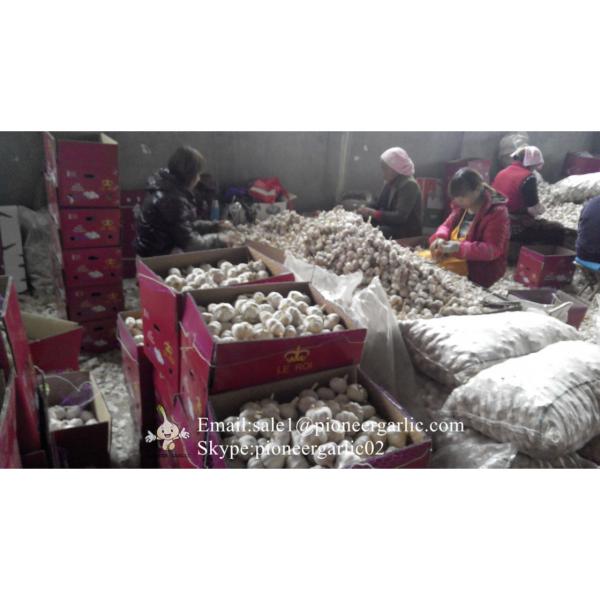 Jinxiang Ajo Producido en Shandong de Mejor Calidad con Precio Favorable #1 image