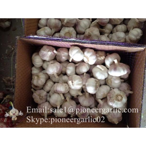 Propiedades del Ajo Castaño Morado Rojo Chino Cultivado en Jinxiang #2 image
