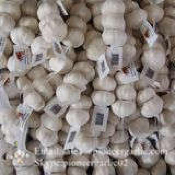 Jinxiang Ajo Blanco Puro Producido en Shandong de Mejor Calidad con Precio Favorable #1 image
