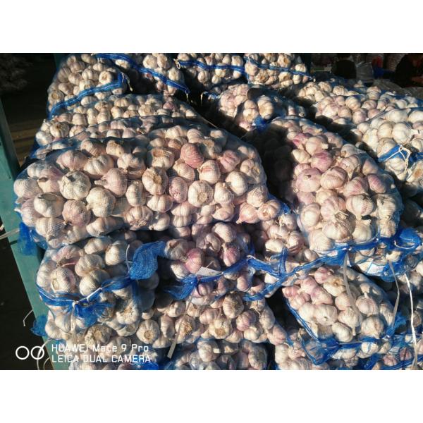 4.5cm Ajo Fresco Violeta Empacado en Mallas de 10kgs Cultivado en China el Origen de Ajo #1 image