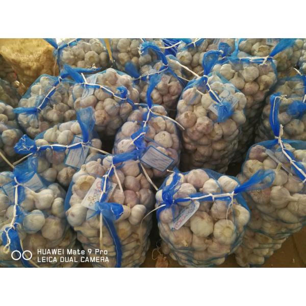 Cultivo de 5.0cm Ajo Fresco Violeta Empacado en Mallas de 10kgs Cultivado en China diente de ajo #5 image