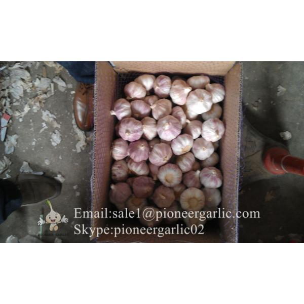 4.5cm Ajo Fresco Violeta Empacado en Cajas de 10kgs Cultivado en China el Origen de Ajo #1 image