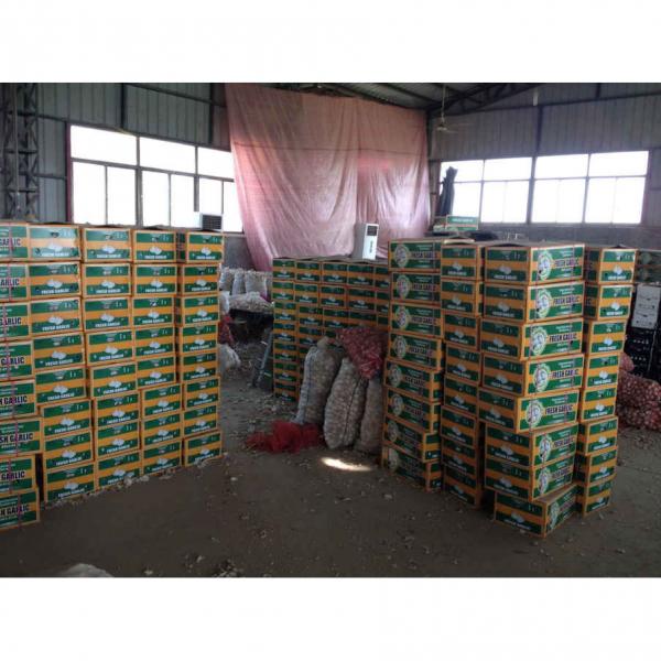 Diente de Ajo Cultivo en Jinxiang de 5.0cm Ajo Blanco Puro Empacado en Mallas de 10kgs #3 image