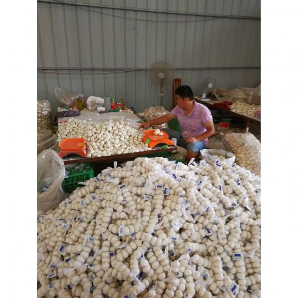 Diente de Ajo Cultivo en Jinxiang de 5.0cm Ajo Blanco Puro Empacado en Mallas de 10kgs #1 image