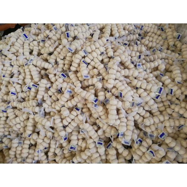 Diente de Ajo Cultivo en Jinxiang de 5.0cm Ajo Blanco Puro Empacado en Mallas de 10kgs #5 image