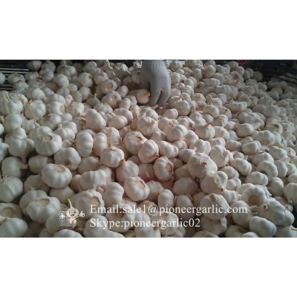 Diente de Ajo Cultivo en Jinxiang de 5.0cm Ajo Blanco Puro Empacado en Cajas de 10kgs #2 image