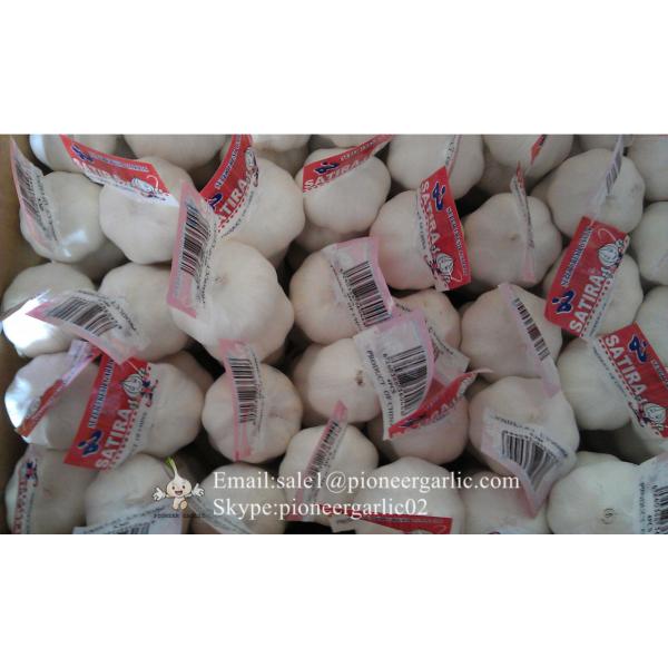 Diente de Ajo Cultivo en Jinxiang de 5.5cm Ajo Blanco Puro Empacado en Mallas de 10kgs #1 image