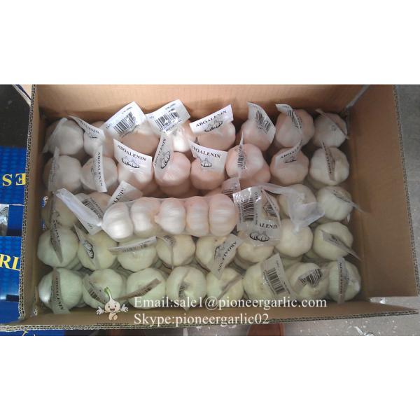 Diente de Ajo Cultivo en Jinxiang de 5.5cm Ajo Blanco Puro Empacado en Mallas de 10kgs #4 image