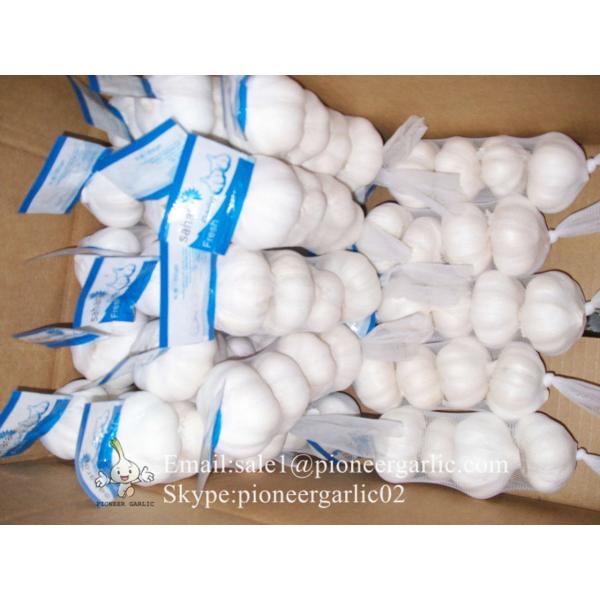 Diente de Ajo Cultivo en Jinxiang de Shandong de 5.5cm Ajo Blanco Puro Empacado en Cajas de 10kgs #5 image