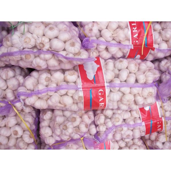 Puro Blanco Ajo Fresco Chino de Shandong para el Mercado Dominicano #1 image