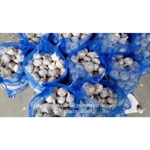 100% Ajo Natural Chino Elaborado en Fábrica de Jinxiang para el Mercado Gualtemalteco #4 image