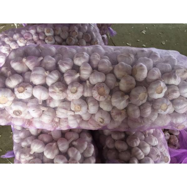 Ajo Violeta Empacado en Mallas de 10kgs Exportado a Ecuador #2 image