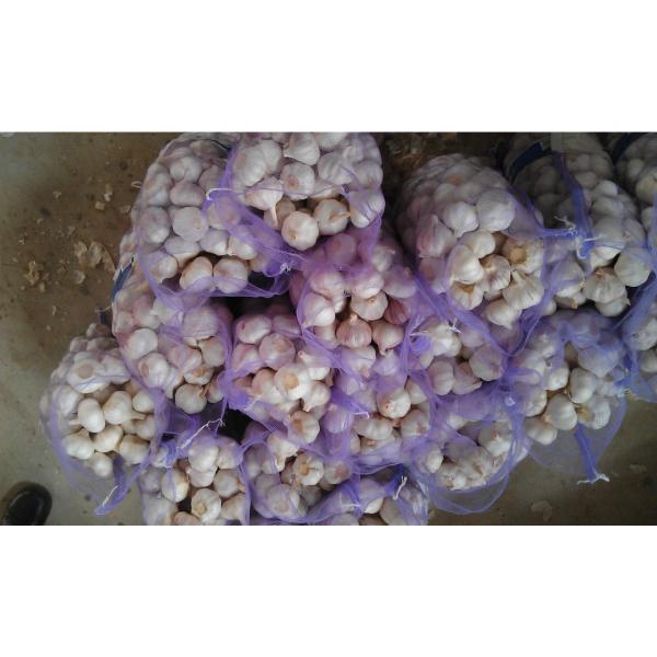 Ajo Violeta de Calibre 5.5-6.0cm Empacado en Mallas de 20kgs #3 image