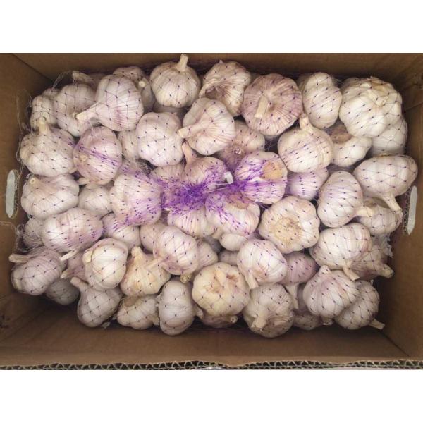 Ajo Violeta Normal Blanco Exportado a Chile Calibre 5.0-5.5cm #3 image